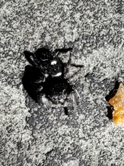 Phidippus audax