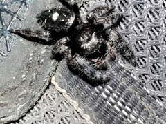Phidippus audax