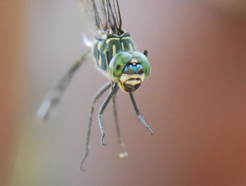 Bottletail