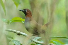 Formicarius moniliger