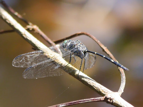Bottletail