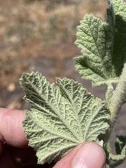 Malacothamnus arcuatus