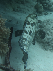 Epinephelus polyphekadion