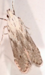Monochroa angustipennella