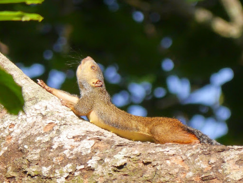 Forest Giant Squirrel