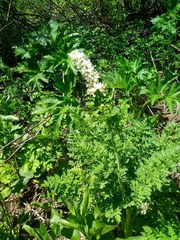 Corydalis caseana brachycarpa
