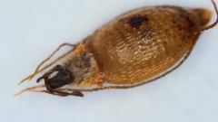Rhynchospora mixta