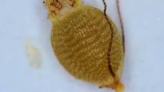 Rhynchospora mixta