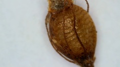 Rhynchospora mixta