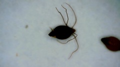 Rhynchospora mixta