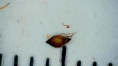Rhynchospora mixta