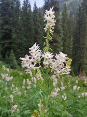 Corydalis caseana brandegeei