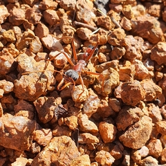 Myrmecia nigriceps