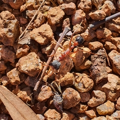 Myrmecia nigriceps