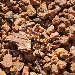 Myrmecia nigriceps