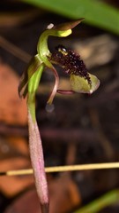 Chiloglottis curviclavia
