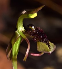 Chiloglottis curviclavia