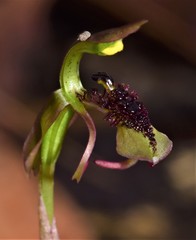 Chiloglottis curviclavia