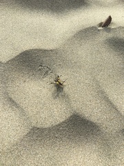 Etorofus obliteratus