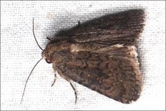 Proteuxoa leucosticta