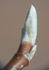 Magnolia acuminata