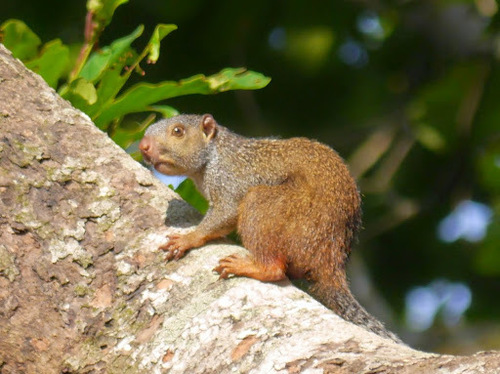 Forest Giant Squirrel