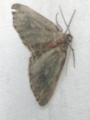 Hydriomena furcata