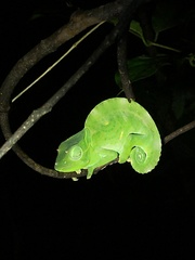 Trioceros deremensis