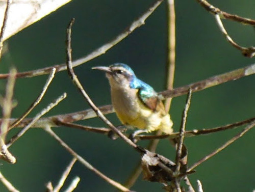 Violet-tailed Sunbird (Anthreptes aurantius), photo 3
