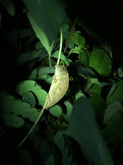 Rieppeleon brevicaudatus