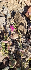 Krameria cistoidea