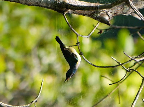 Violet-tailed Sunbird (Anthreptes aurantius), photo 8