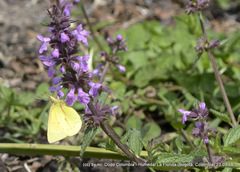 Colias dimera