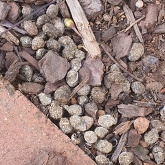 Oryctolagus cuniculus