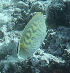 Chaetodon pelewensis