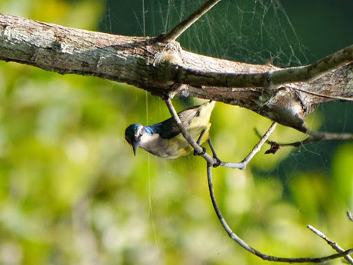 Violet-tailed Sunbird (Anthreptes aurantius), photo 9
