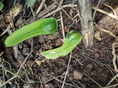 Myroxylon balsamum