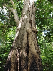 Myroxylon balsamum