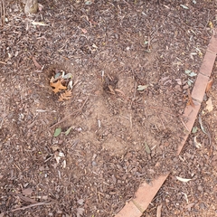 Oryctolagus cuniculus