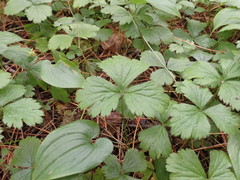Waldsteinia ternata