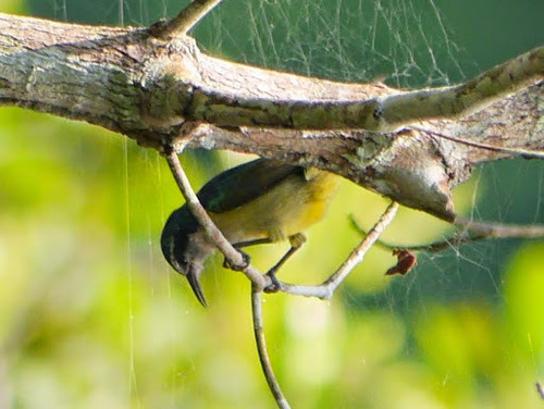 Violet-tailed Sunbird (Anthreptes aurantius), photo 10
