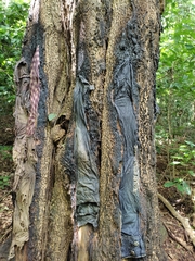 Myroxylon balsamum