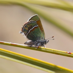Callophrys mcfarlandi