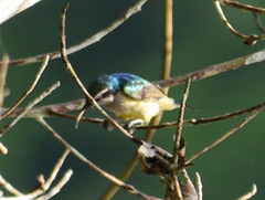 Anthreptes aurantius