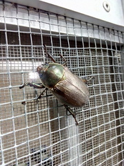 Pelidnota punctulata