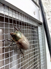 Pelidnota punctulata