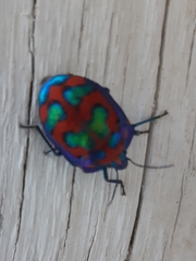 Tectocoris diophthalmus
