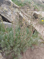 Artemisia scopulorum