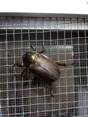 Pelidnota punctulata