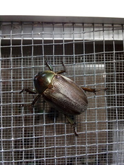 Pelidnota punctulata